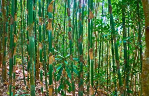 Thicket Prints: Walk in shady tropical forest among the dense thickets of bamboo