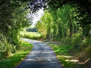 Arch Prints: Walking along a french country lane under a tunnel of trees on a hot sunny day
