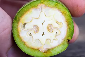 Bang Prints: one walnut kernel cut in half, on a wooden table, the walnut structure is visible