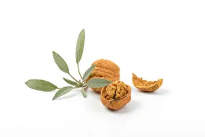 Wise Prints: walnuts and fresh sage