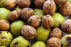 Walnuts Prints: Walnuts freshly shelled and nuts in green husk. Autumn harvest from the orchard