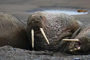 Animal Welfare Prints: Walrus lying down on a rainy day, Svalbard and Jan Mayen, Norway, Polar Regions