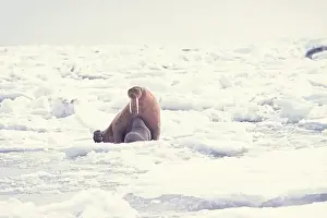 Rest Prints: walrus Odobenus rosmarus mother nursing her spring calf on the pack ice of the Bering sea in Alaska