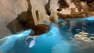 Aquatic Animal Prints: A walrus sleeping in his aquarium enclosure at a zoo