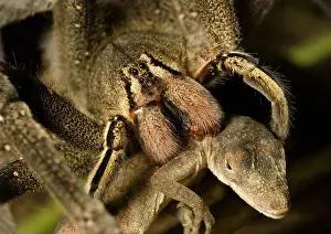 Amazon Rainforest Prints: Wandering spider eating an anolis lizard in the amazon rainforest ecuador