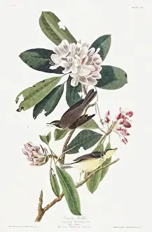 Copyright Free Public Domain Prints: Warbler. Bird illustration from Birds of America by John James Audubon - 1860