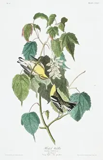 Copyright Free Public Domain Prints: Warbler. Bird illustration from Birds of America by John James Audubon- 1860