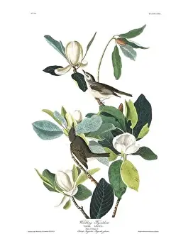 Copyright Free Public Domain Prints: Warbling flycatcher. Bird illustration from Birds of America by John James Audubon- 1860