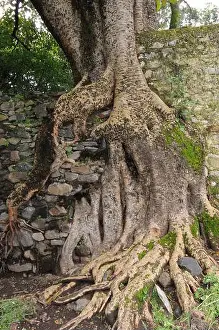 Ethiopia Prints: Warka (Ficus vasta or Ficus socotrana) is an epiphyte tree native to Ethiopia and Yemen