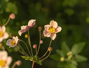 Autumn Anemone Prints: Warm color outdoor floral image of a blooming pink autumn anemone blossom