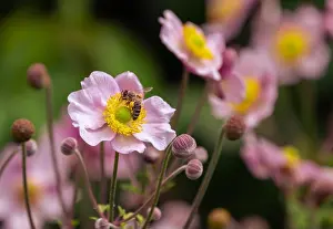 Autumn Anemone Prints: Warm color outdoor floral image of a blooming pink autumn anemone blossom