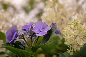Warm Tone Prints: Warm color outdoor floral macro of a flowering violet hydrangea/hortensia blossom