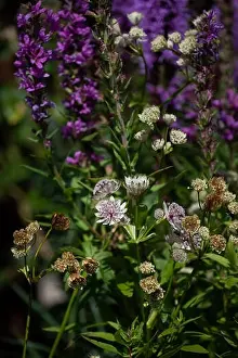 Warm colored outdoor floral macro of flowering astrantia blossoms on natural blurred garden background with purple