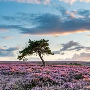 Heather Prints: Warm evening side light illuminates the heather on Egton moor just before sunset