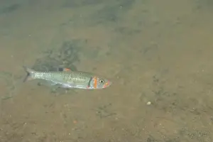 Warpaint shiner swimming in a river