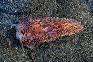 Sea Slug Prints: Warty Shag Rug Nudibranch, Aeolidia loui