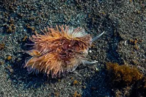 Sea Slug Prints: Warty Shag Rug Nudibranch, Aeolidia loui