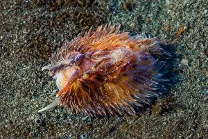 Sea Slug Prints: Warty Shag Rug Nudibranch, Aeolidia loui