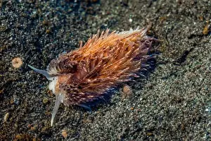 Sea Slug Prints: Warty Shag Rug Nudibranch, Aeolidia loui
