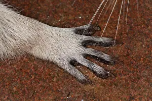 Raccoon Prints: Waschbär, Pfote, Tatze, Hand, Krallen