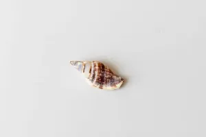 Empty washed up seashell on a white background