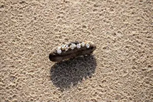 Crab Prints: A washed-up piece of wood on the sand is overgrown with small shells