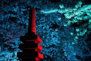 Cherry Trees Prints: WASHINGTON DC — Cherry blossoms are illuminated at night beside the Japanese Pagoda along the Tidal Basin