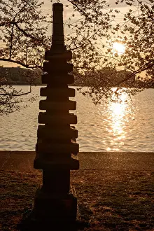 Tidal Basin Prints: WASHINGTON DC — Cherry blossoms and the Japanese Stone Lantern are silhouetted by the rising sun over the Tidal Basin
