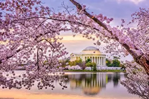 Cherry Trees Prints: Washington DC, USA at the Jefferson Memorial and Tidal Basin during spring season