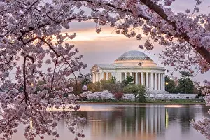 Washington DC, USA at the Jefferson Memorial and Tidal Basin during spring season