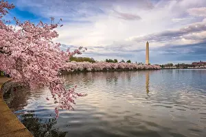Washington DC, USA in spring season