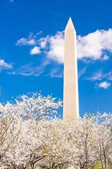 Images Dated 10th April 2015: Washington DC, USA in spring season with cherry blossoms