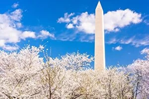 Images Dated 10th April 2015: Washington DC, USA in spring season with cherry blossoms