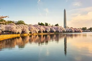 Tree Prints: Washington DC, USA at the tidal basin with Washington Monument in spring season