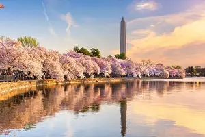 Washington DC, USA at the tidal basin with Washington Monument in spring season