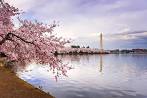 Washington DC, USA at the tidal basin with Washington Monument in spring season