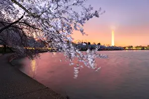 Washington DC; USA at the tidal basin with Washington Monument in spring season