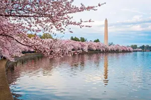 Washington DC; USA at the tidal basin with Washington Monument in spring season