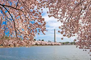 Washington DC, USA at the tidal basin with Washington Monument in spring season