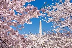 Landscape Collection: Washington DC, USA with the Washington Monument surrounded by cherry blossoms in spring season