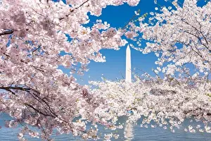 Landscape Prints: Washington DC, USA with the Washington Monument surrounded by cherry blossoms in spring season