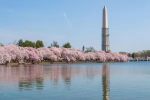 Cherry Blossoms Prints: The Washington Monument Obelisk Construction Repairs by the Tidal Basin on the Mall at the National Cherry Blossom