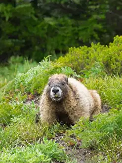 Public Land Prints: Washington State, Mount Rainier National Park. Hoary marmot in lush green alpine meadow