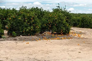 Compost Prints: More wasted food as Oranges rot on the ground in Spain