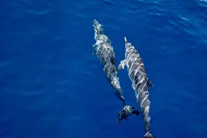 Boart Prints: Watching flock of dolfins and whales from touristic boat in deep Atlantic ocean