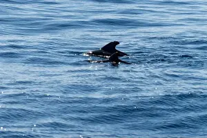 Boart Prints: Watching flock of dolfins and whales from touristic boat in deep Atlantic ocean