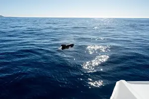 Watching flock of dolfins and whales from touristic boat in deep Atlantic ocean