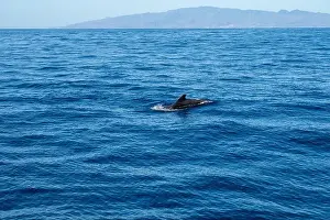 Boart Prints: Watching flock of dolfins and whales from touristic boat in deep Atlantic ocean