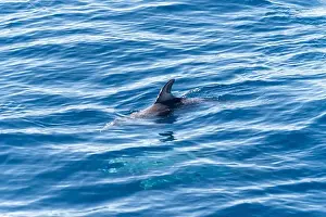 Boart Prints: Watching flock of dolfins and whales from touristic boat in deep Atlantic ocean
