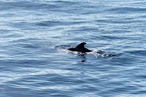 Boart Prints: Watching flock of dolfins and whales from touristic boat in deep Atlantic ocean